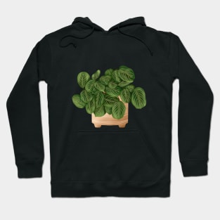 Lemon Lime Prayer Plant - Maranta 3 Hoodie